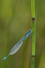 David Plant Photography - Wildlife Photography - Variable damselfly - F